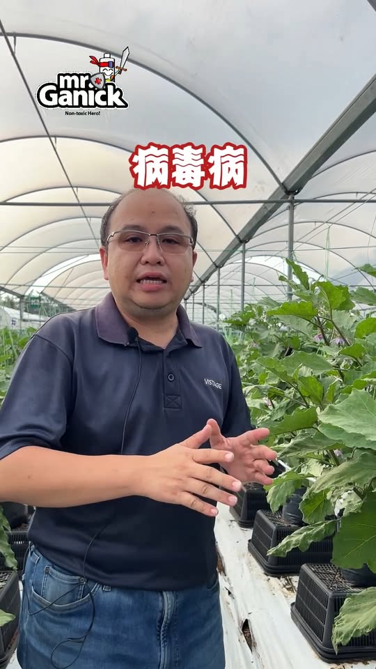 控制茄子病毒病：通过正确维护方案稳定产出