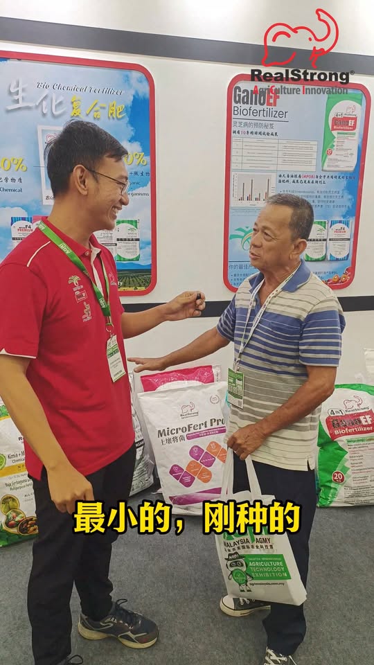 交替施肥控制榴莲树生长过快