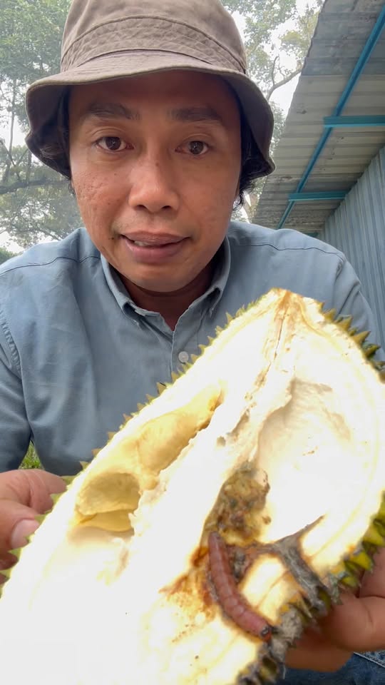 Kawalan Ulat Pengorek Buah Durian - Mudaria Maniplaga