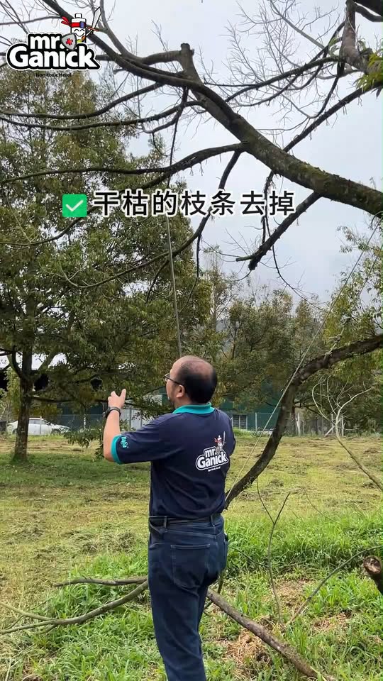 榴莲黑头病诊断与救治 - 结果期枯萎树的抢救方法