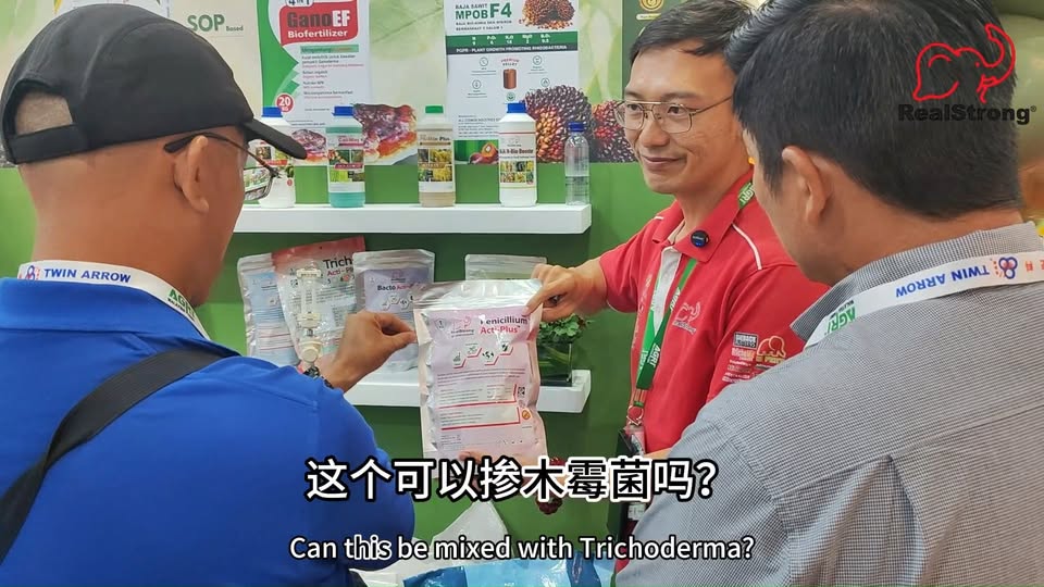 榴莲黑头病青霉菌与木霉菌双重防治法