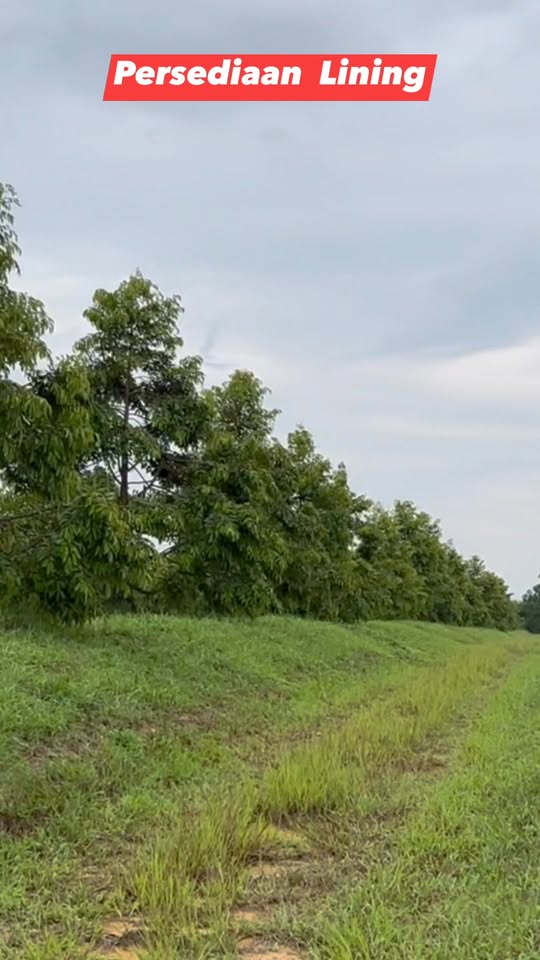 Cara Sediakan Kayu Pancang untuk Lining & Sokongan Pokok