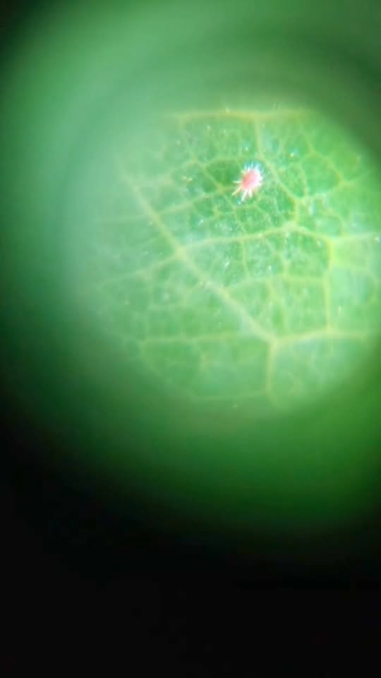 Mengenal Serangan Spider Red Mites pada Durian