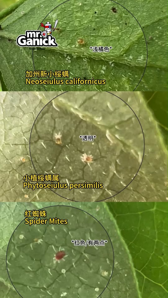 天然红蜘蛛防治法 - 蝶豆花吸引益虫蜘蛛