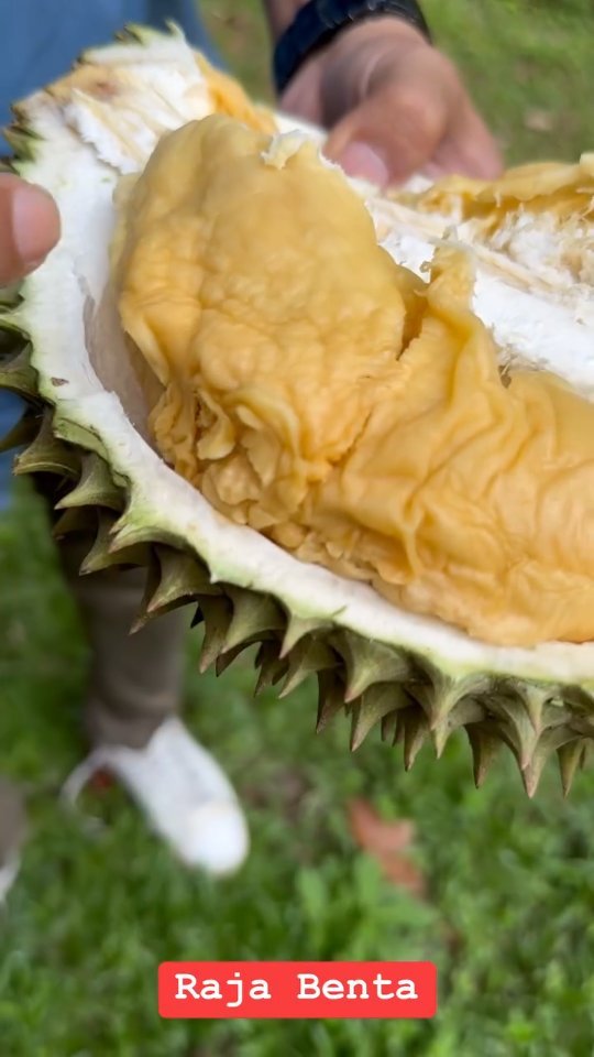 Durian Benta King - Varietas Kampung Premium Malaysia