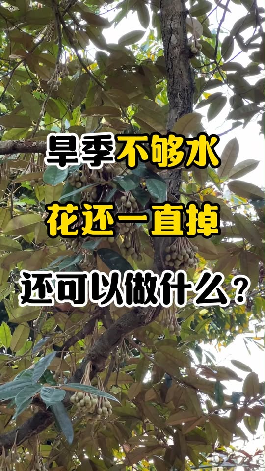 旱季催花时期浇水技巧 - 防掉花保水方案