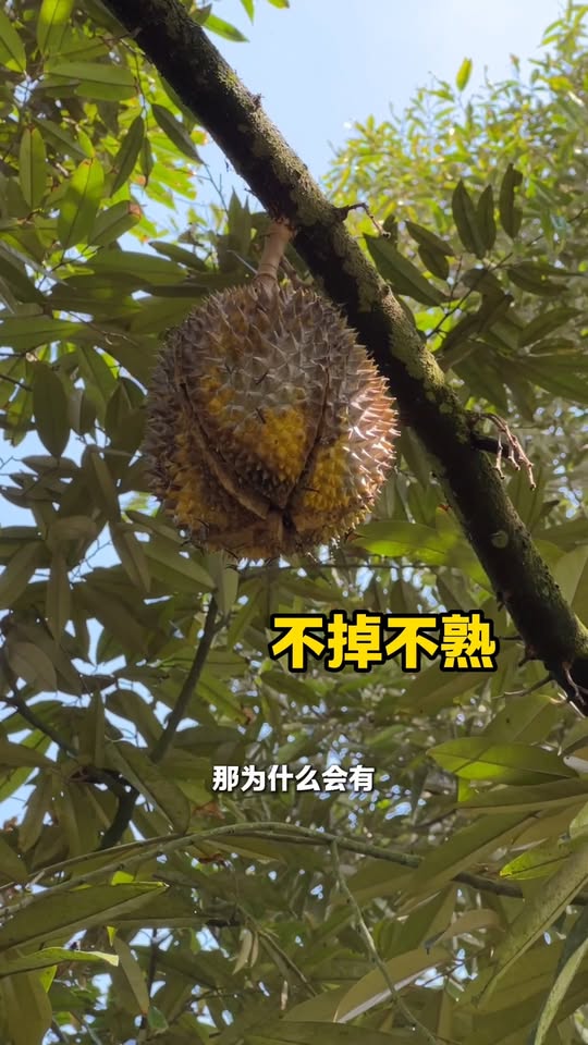 榴莲在树上开裂问题 - 有机钙质补充解决方案