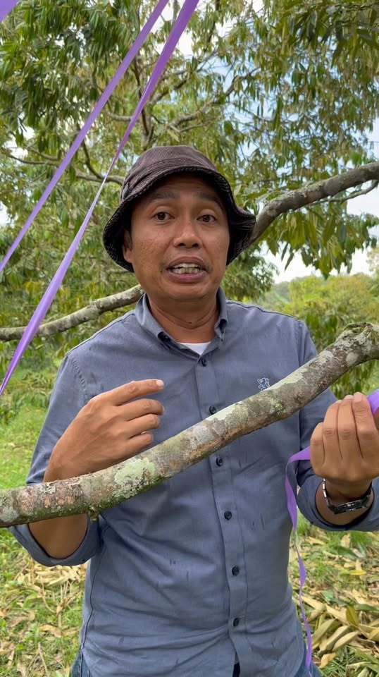 Cara Ikat Pokok Durian untuk Hadapi Musim Hujan