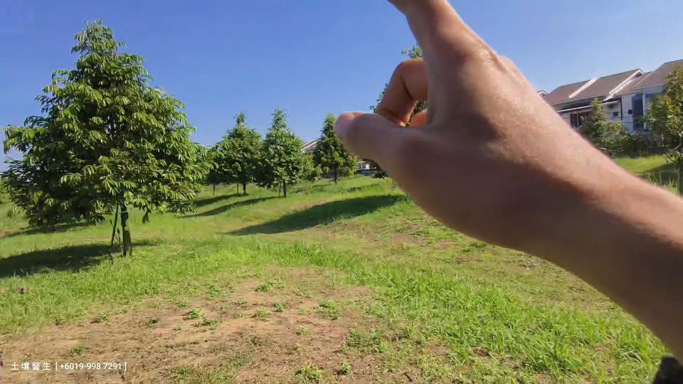 Prinsip Penyiraman dan Pemangkasan Durian - Hubungan Akar Daun