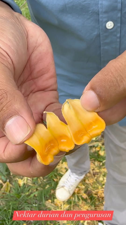 Nektar Bunga Durian dan Proses Penembungaan Semulajadi