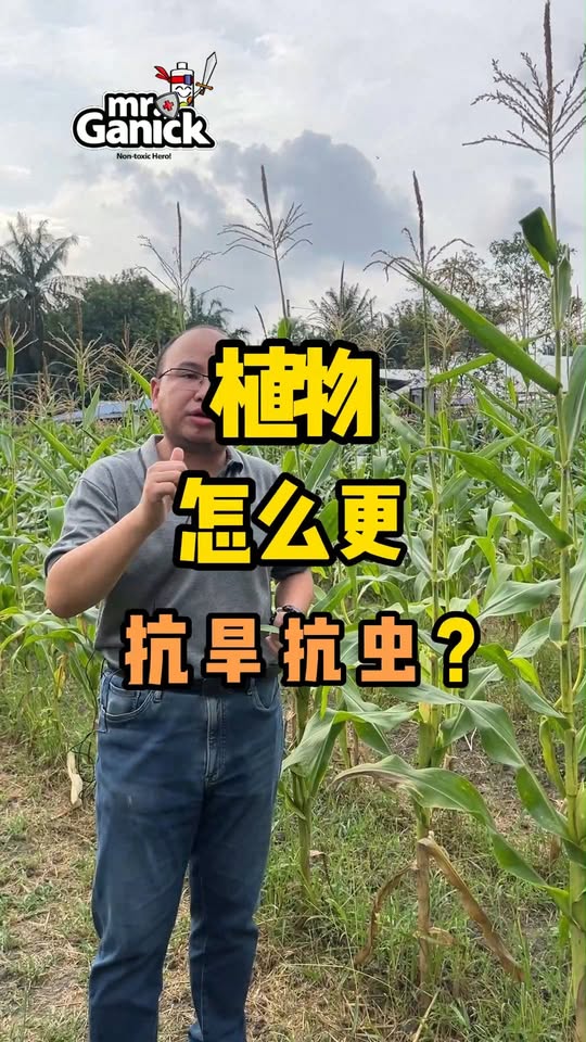 低成本强化叶片结构——提升抗旱与抗虫能力