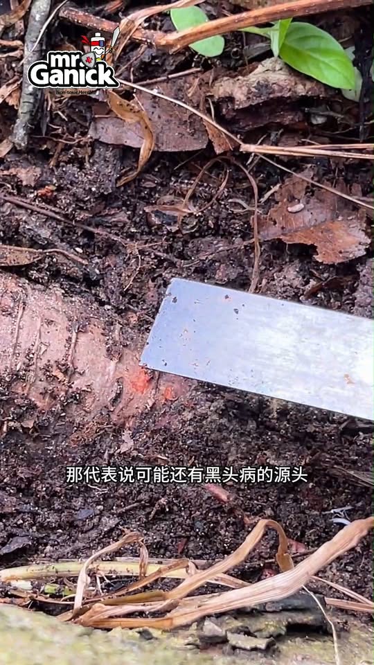 榴莲黑头病诊断与防治 - 检查治疗效果的方法