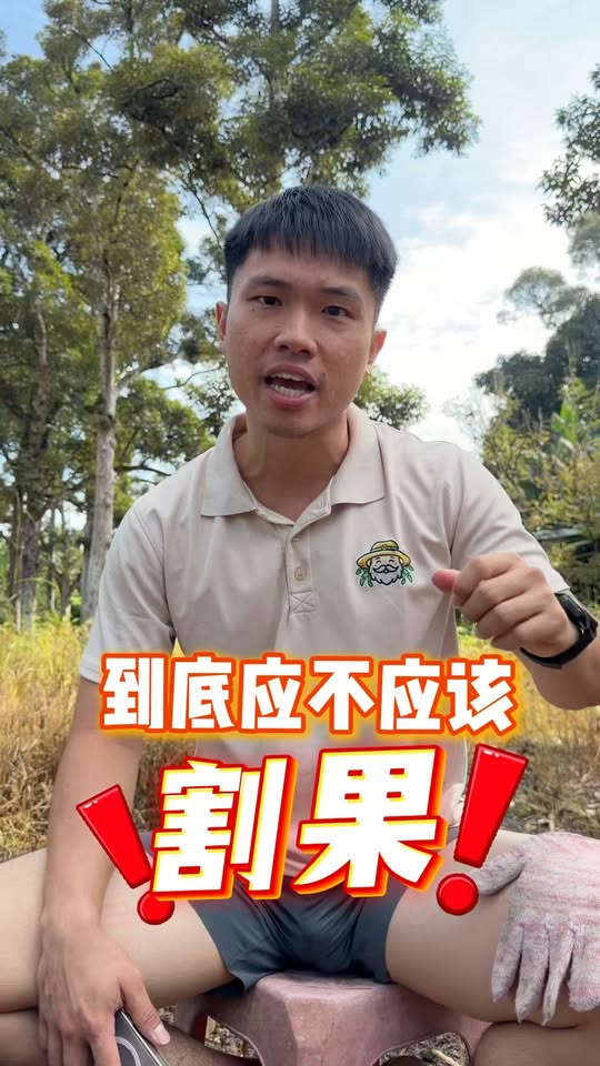 割果VS自然掉落❓
今天小铭来分享他的看法💬

大家有什么看法呢？
我们一起来交流交流🙌🏻

 #割果  #自然掉落  #榴莲话题  #榴莲 #农业 #农民