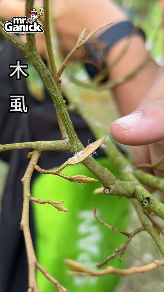 榴莲木虱与青蚊虫害诊断及有机防治方案