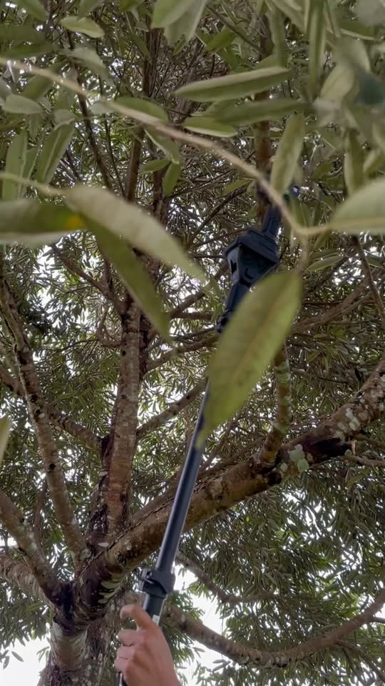 Teknik Peremajaan Pokok Durian Lama - Rejuvenal Pruning