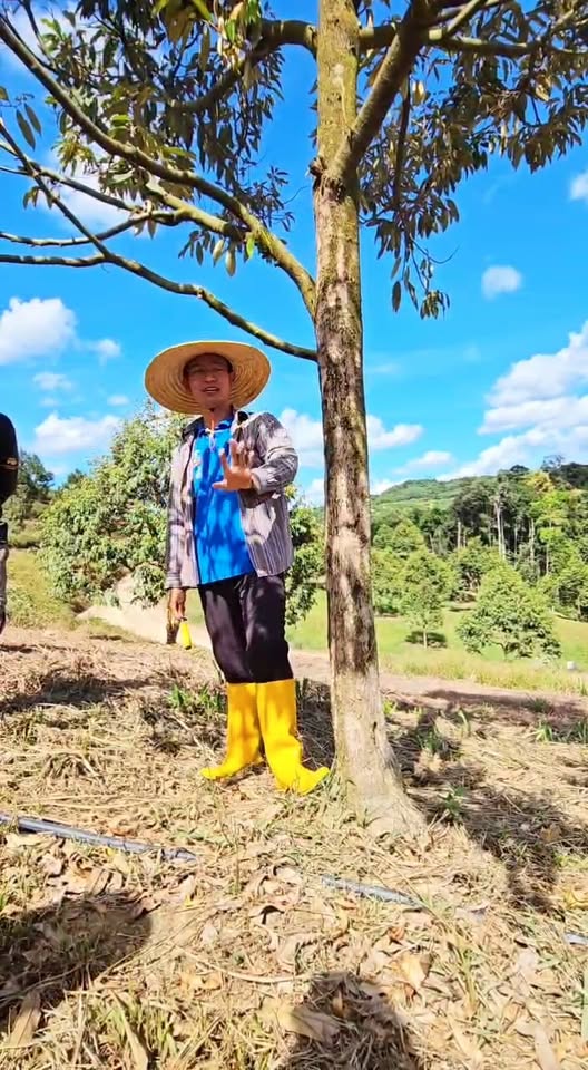 Pokok Durian Boleh Demam - Diagnosis & Rawatan