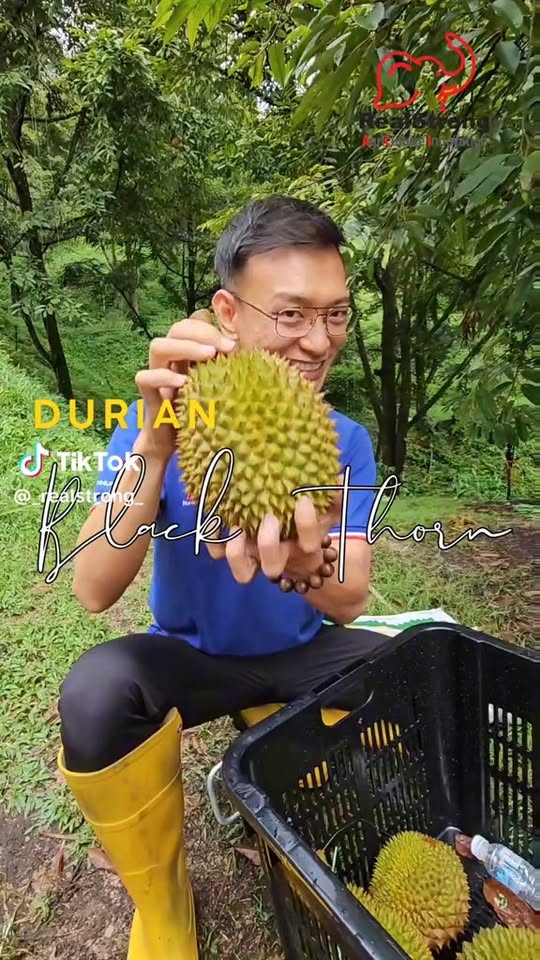 Cara Pilih Black Thorn & Pembajaan Selepas Penuaian