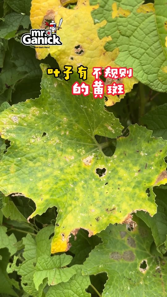 病毒病防治：蚜虫传播与有机防护方案