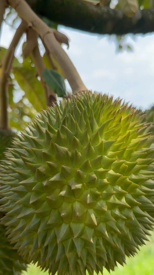 Alat DIY untuk Penjarangan Buah Durian