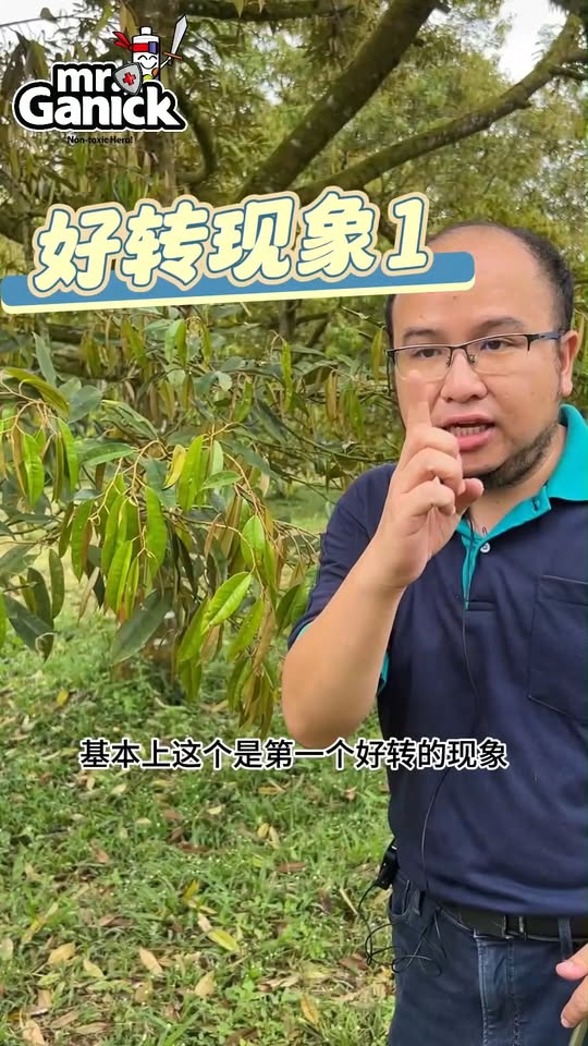 榴莲青蚊虫害诊断 - 判断治疗效果与恢复迹象