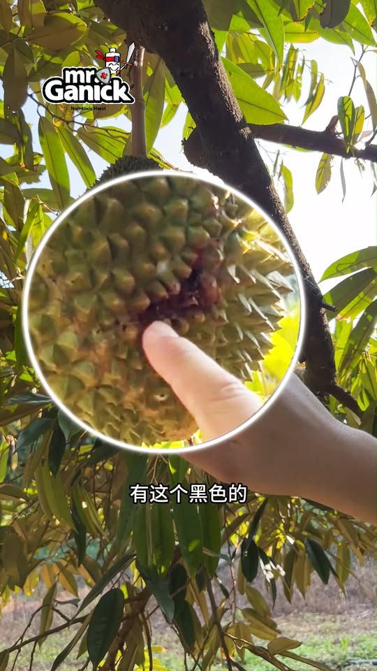 榴莲蛀果虫防治 - 有机解决方案LAPE007