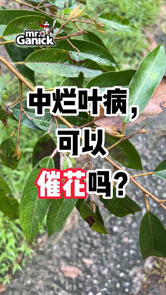 榴莲烂叶病期间催花技术 - 土壤准备与病害防治