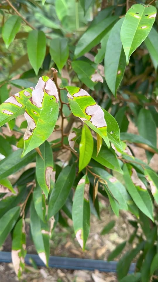 Penyakit Hawar Daun Durian - Punca dan Rawatan