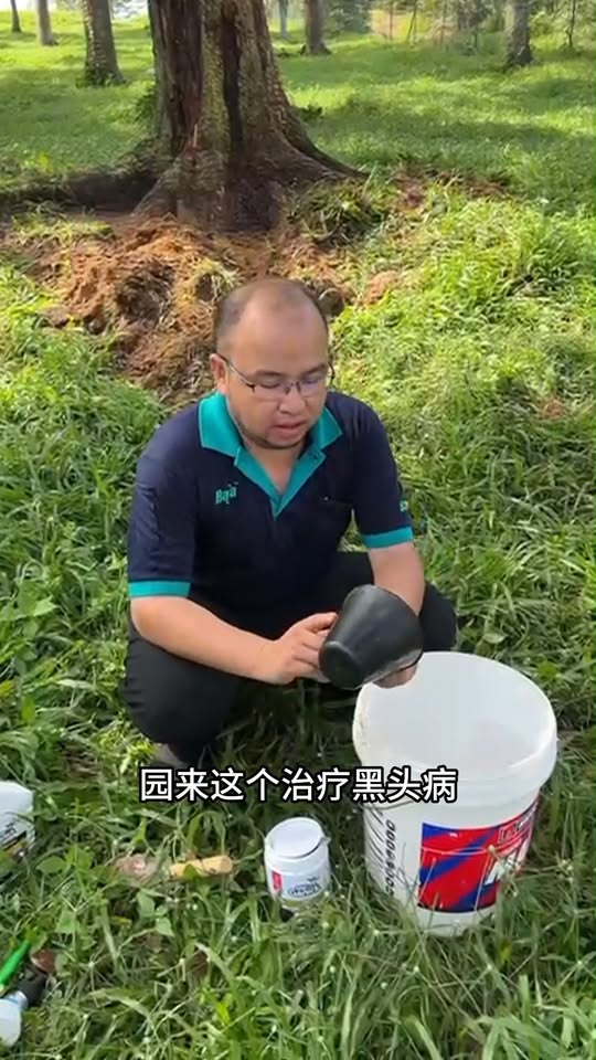 榴莲黑头病有效治疗方案 - 现场用药示范