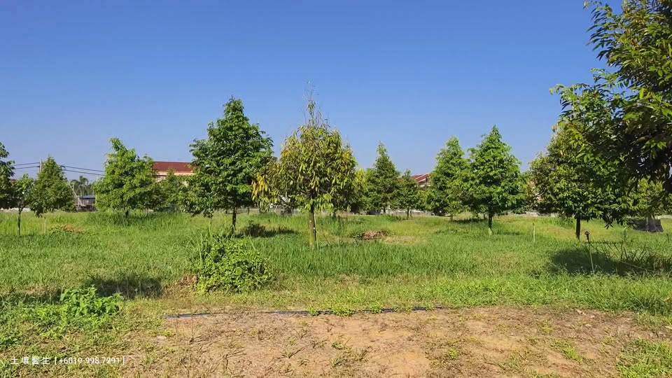 Pengurusan Air Durian - Penyesuaian Sistem Sprinkler