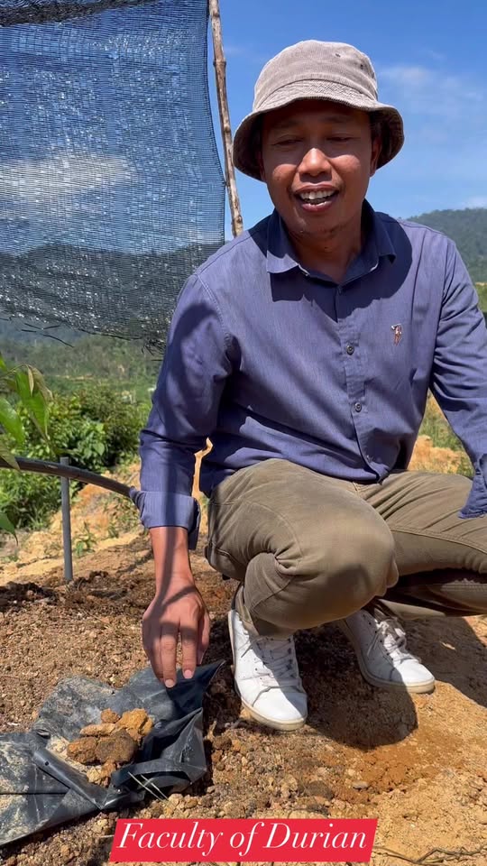 Tips Penting: Buang Polybag Semasa Menanam Pokok Durian