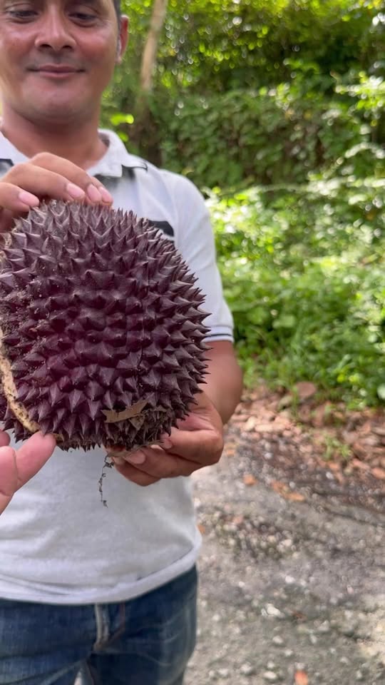 Durian Species Jarang - Buah Hitam Ungu di Pangkal Pokok