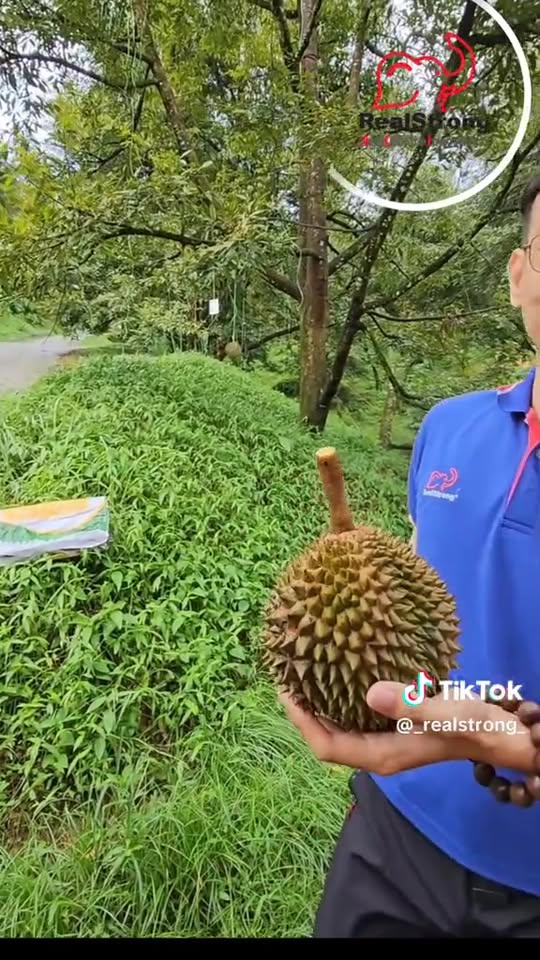 Tips Memilih Buah Durian Black Thorn - Teknik Pro
