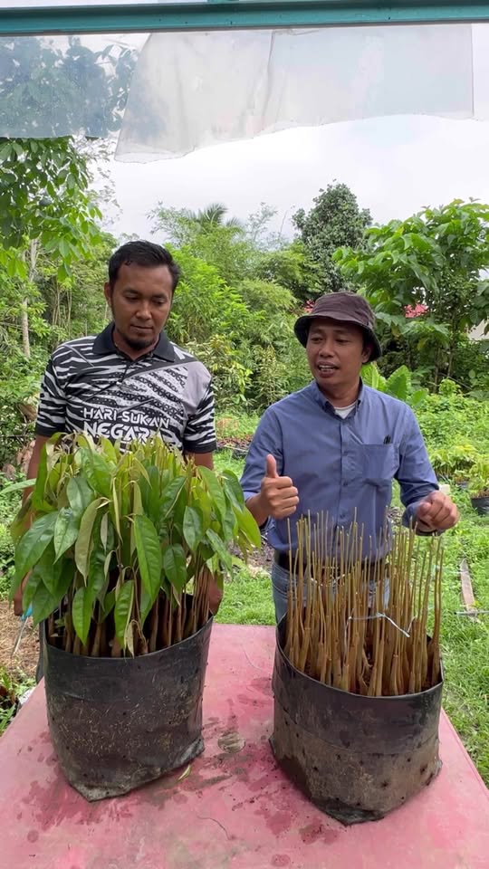 Kaedah Cantuman Express Durian - Millions of Seedling