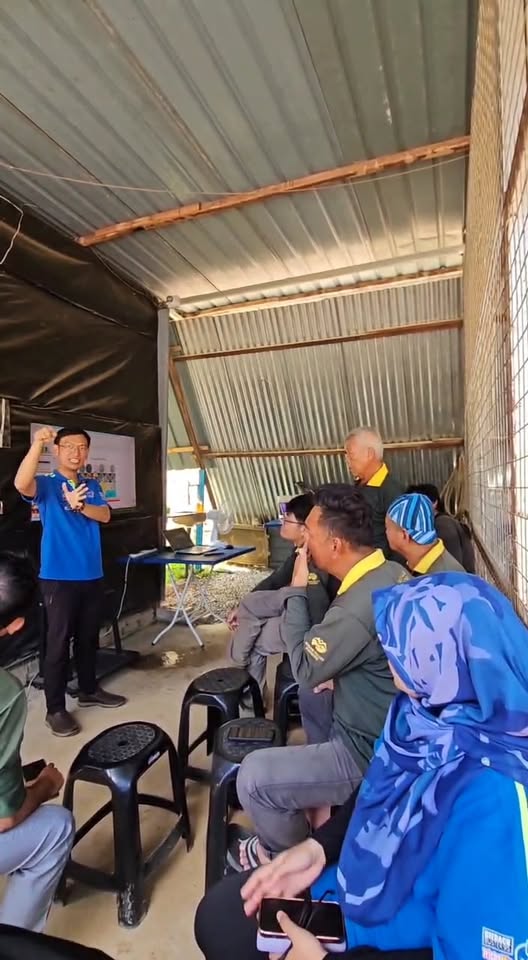 Daun Durian Kuning - Transplanting Shock dan Cara Elak