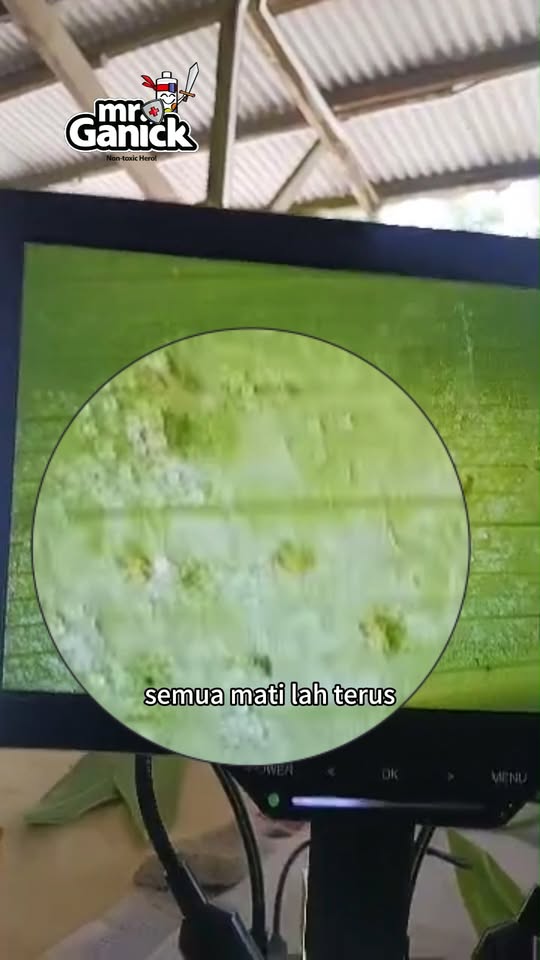 红蜘蛛防治全攻略 - 为什么越喷越杀不完？