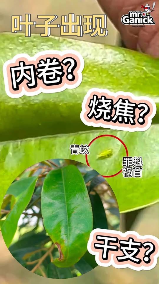 榴莲青蚊诊断与防治 - 3分钟学会识别症状
