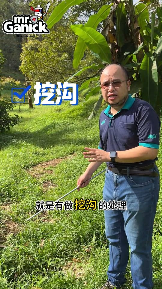 榴莲烂叶病防治 - 环境管理与排水技巧