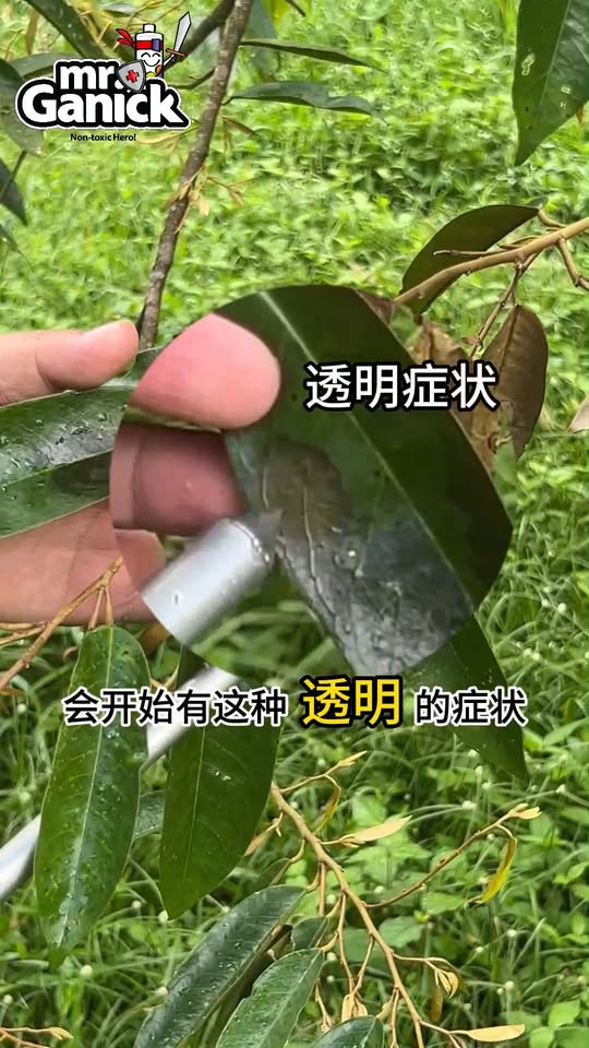 1分钟诊断榴莲烂叶病 - 症状识别与有机防治方案