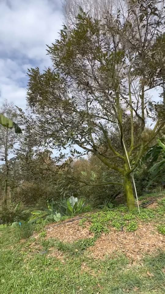 Kawalan Serangga Durian - Penggunaan Buprofazin