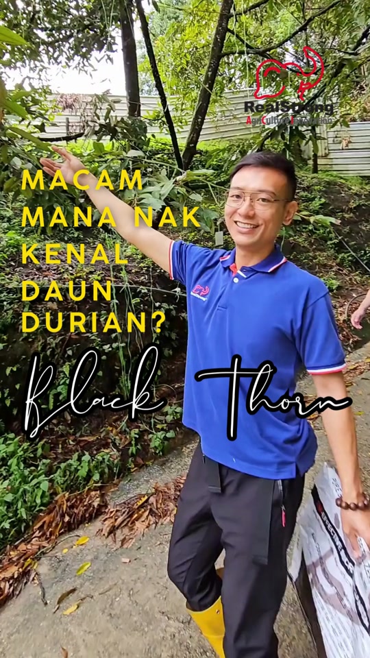 Cara Bezakan Daun Durian Musang King dan Black Thorn