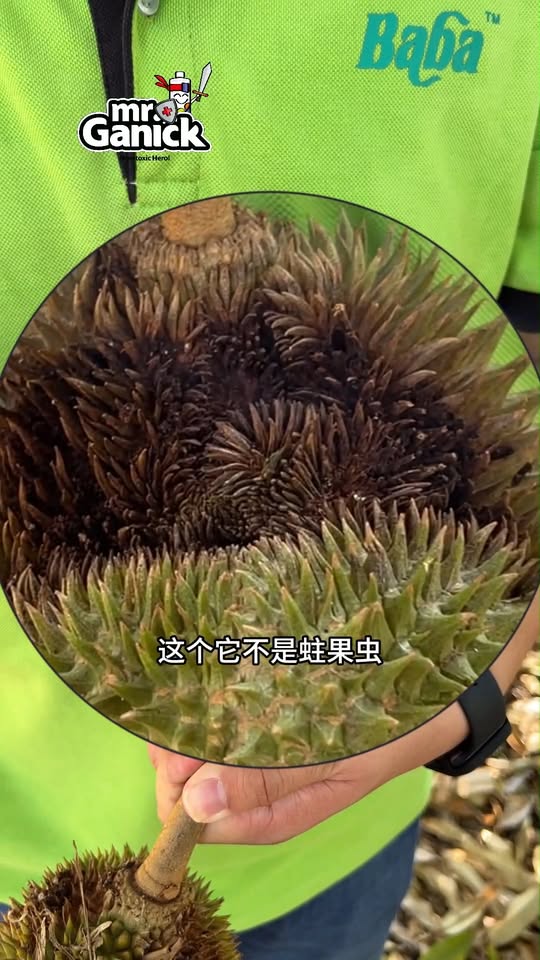 榴莲蛀皮虫防治 - 有机解决方案