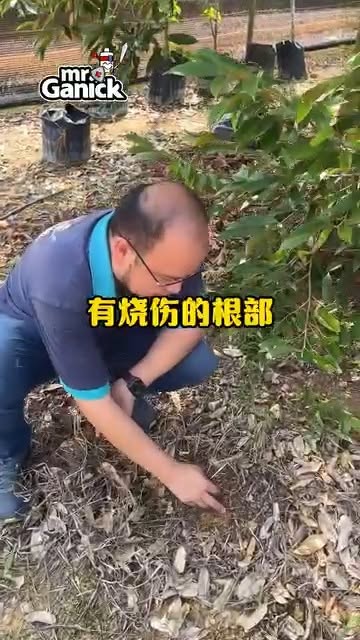保护浮根：旱季高温下的3大保水抗旱方案
