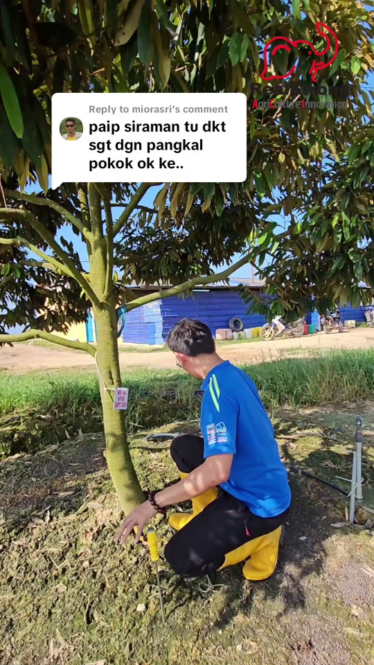 Cara Baja Durian - Elak Sprinkler Kena Batang