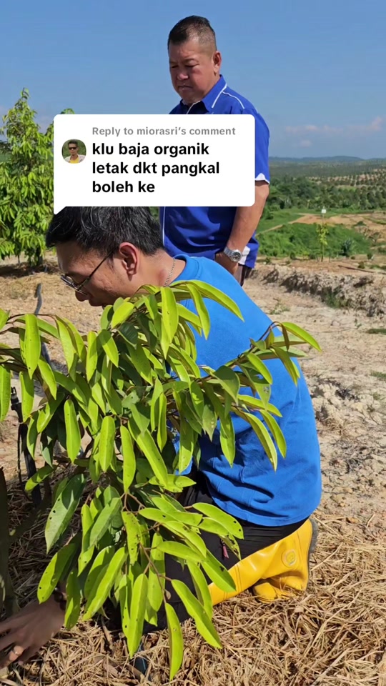 Jangan Baja Dalam Batang Durian - Cara Betul