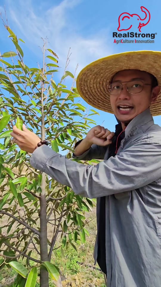 Teknik Monitor Air untuk Pokok Durian - Cegah Akar Reput