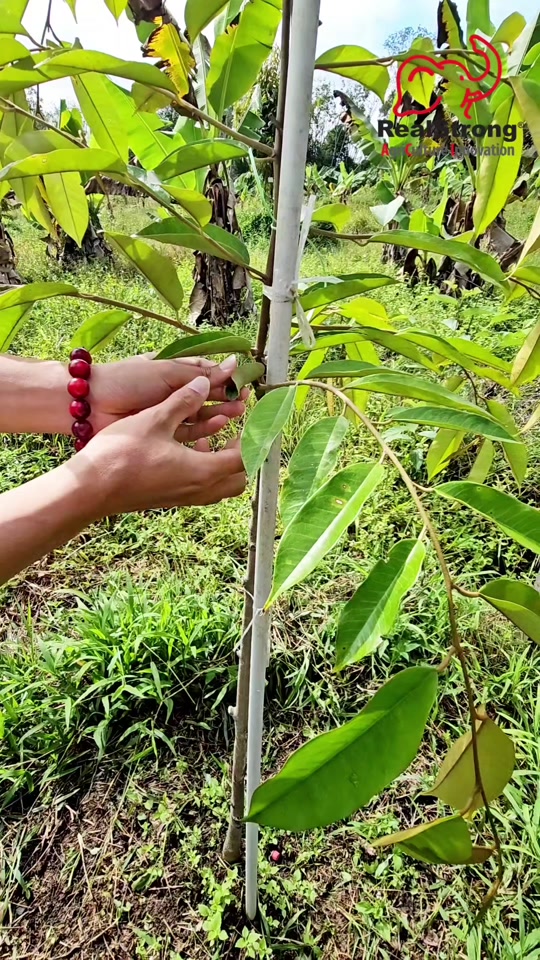 Konsultasi Percuma Kebun Durian Sabah - Analisis Pokok