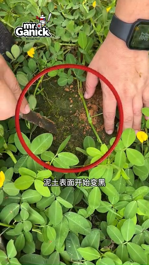 蔓花生种植 - 天然防草补肥地被植物