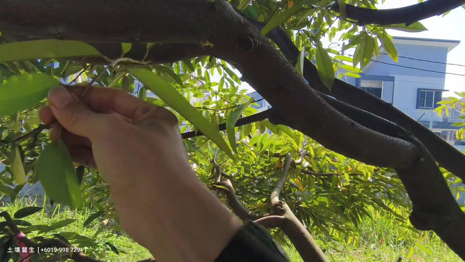 Teknik Induksi Bunga Durian - Pengurusan Daun dan Mata Bunga