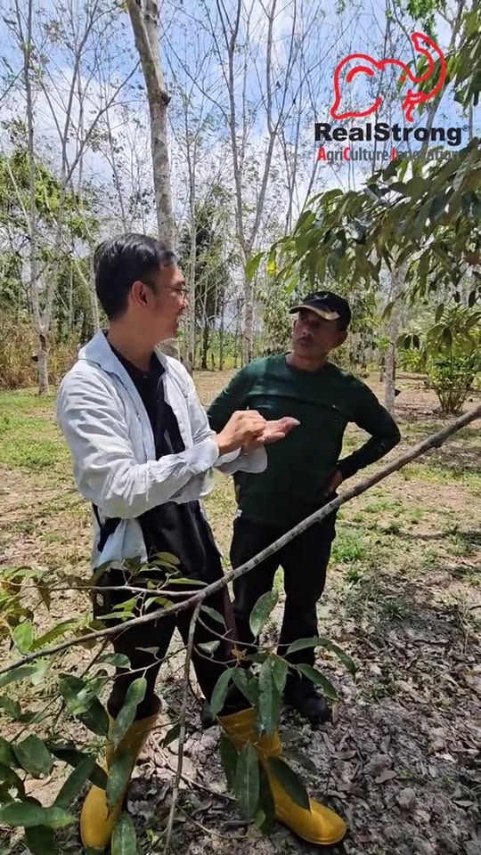 Teknik Pemangkasan Durian - Pokok Muda vs Pokok Tua