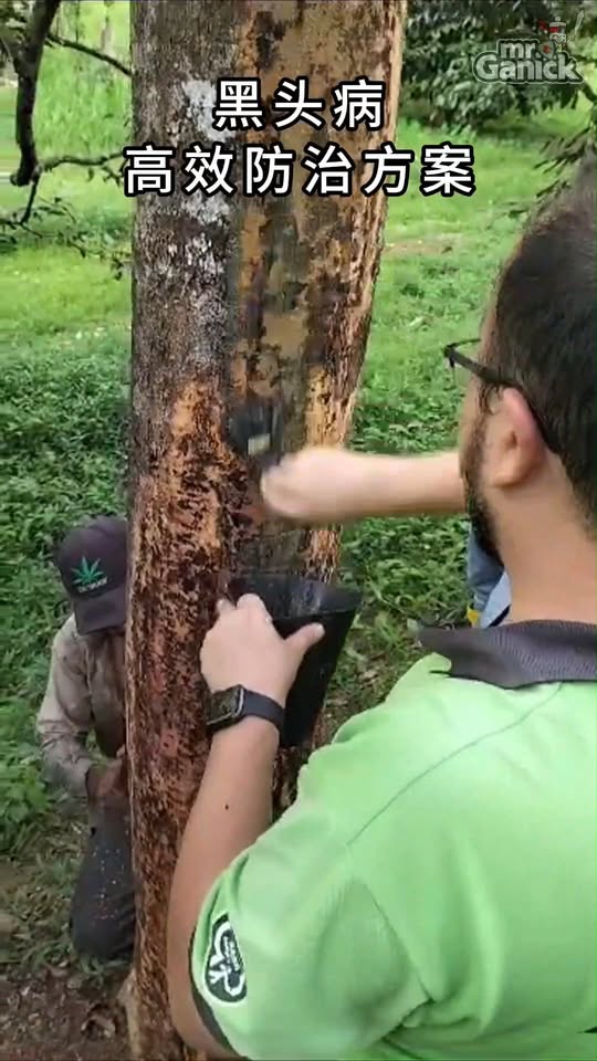 榴莲黑头病用药技巧 - 最佳施用时间与方法